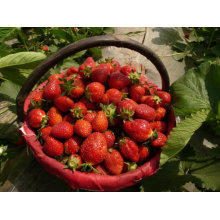 IQF Freezing Organic Strawberry HS-16090909